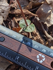 Neottia bifolia