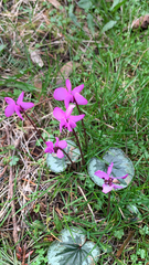 Cyclamen
