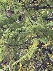 Jacaranda mimosifolia