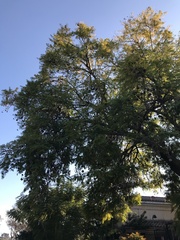Jacaranda mimosifolia
