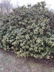 Rhododendron ponticum