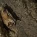 Cape Hairy Bat - Photo (c) Johannes Lundberg, some rights reserved (CC BY-NC-SA)