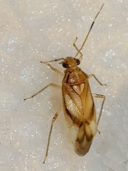 Tropidosteptes