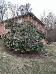 Rhododendron ponticum