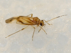 Tropidosteptes