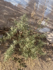 Buddleja sessiliflora