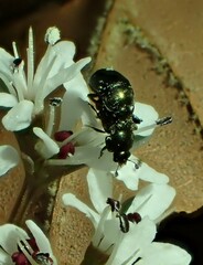 Brassicogethes aeneus