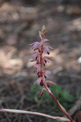Corallorhiza striata