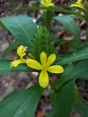 Barleria oenotheroides