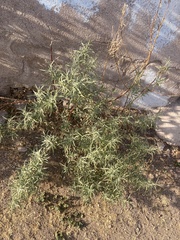 Buddleja sessiliflora
