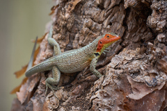 Microlophus indefatigabilis