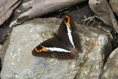 Adelpha corcyra collina
