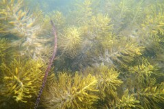 Caulocystis cephalornithos