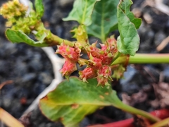Rumex spinosus