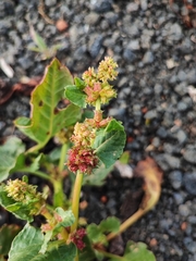 Rumex spinosus