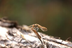 Sympetrum madidum