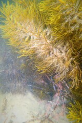 Caulocystis cephalornithos