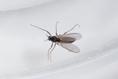 Orthocladiinae