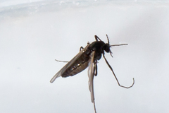 Orthocladiinae