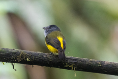 Myiotriccus ornatus