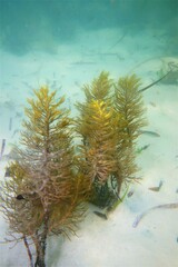 Caulocystis cephalornithos