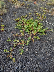 Rumex spinosus