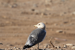 Larus californicus