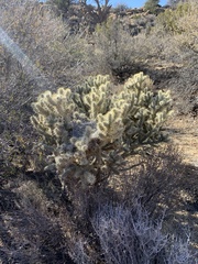 Cylindropuntia