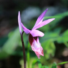 Calypso bulbosa