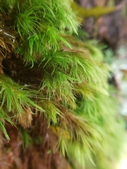 Cryptopodium bartramioides