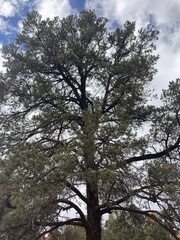 Pinus monophylla