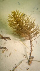 Caulocystis cephalornithos