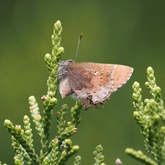 Callophrys henrici