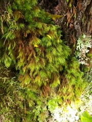 Cryptopodium bartramioides