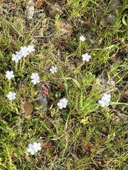 Plagiobothrys nothofulvus