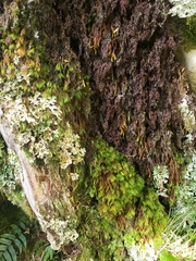 Cryptopodium bartramioides