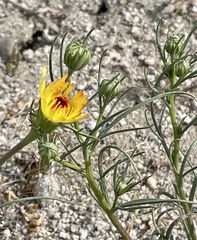 Malacothrix glabrata