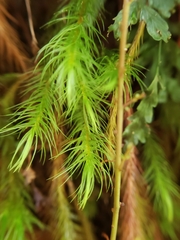 Cryptopodium bartramioides