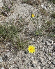 Malacothrix glabrata