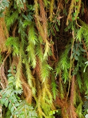 Cryptopodium bartramioides