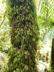 Cryptopodium bartramioides