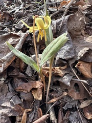 Erythronium