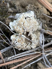 Squamarina lentigera