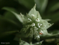 Eurystyles actinosophila