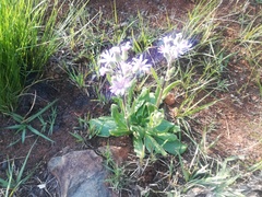 Senecio speciosus