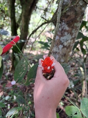 Guzmania monostachia
