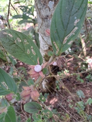Guzmania monostachia