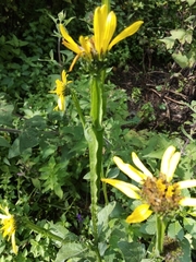 Verbesina tetraptera