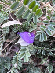Astragalus lindheimeri