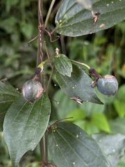 Passiflora cuspidifolia